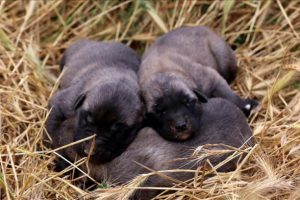 Kangal k&ouml;peklerinin yavrusunu yeme sebebi hormon eksikliği