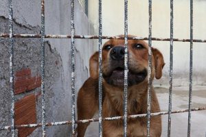 K&ouml;pek d&ouml;v&uuml;şt&uuml;r&uuml;p video &ccedil;eken 19 yaşındaki ş&uuml;pheliye ceza