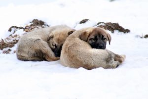 Sahipsiz k&ouml;peklerin yaşam m&uuml;cadelesi