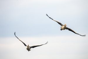 Bursa Uluabat Gölü'ndeki kuşları tek tek saydılar