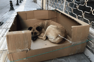 Bursa'da sokak k&ouml;peğine kartondan yuva yaptı