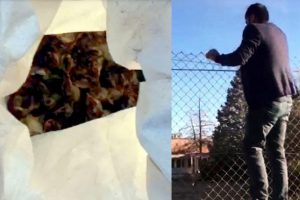 Canlı civcivleri k&ouml;peklere yedirdiler