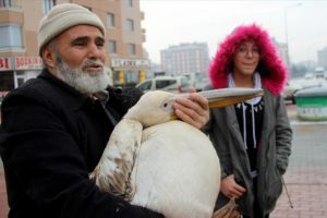 Yaralı pelikana evinde baktı