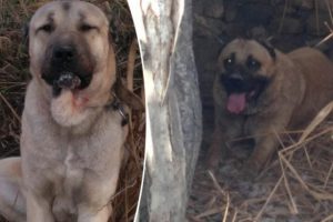 K&ouml;pek d&ouml;v&uuml;ş&uuml; iddiası: 3 k&ouml;pek yaralı halde bulundu