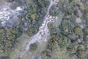 Kaybolan koyunlar drone ile bulundu