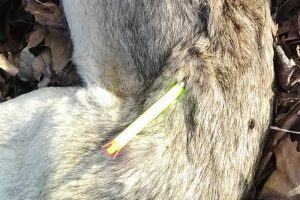 Bursa'da sahipli k&ouml;peğin zehirli iğneyle &ouml;ld&uuml;r&uuml;ld&uuml;ğ&uuml; iddiası