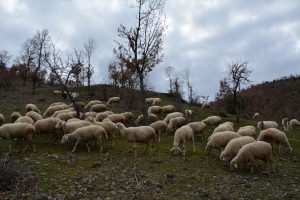 Kurtlar 11 hayvanı telef etti