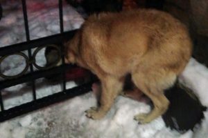 Başı demir kapıdaki halkaya sıkışan k&ouml;peği itfaiye ekibi kurtardı