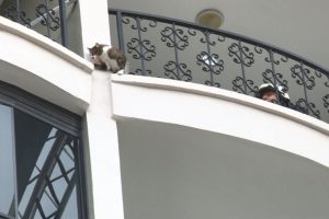 Bursa'da kedi kurtarma operasyonu nefes kesti