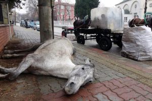 A&ccedil; ve bitkin at, yol kenarına yığıldı