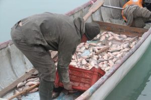 Balık&ccedil;ıların yeni umudu! Kilosu 1 lira