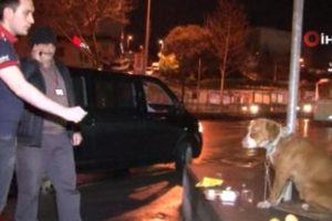&Ccedil;aresiz hayvan direğe zincirlenmiş halde bulundu