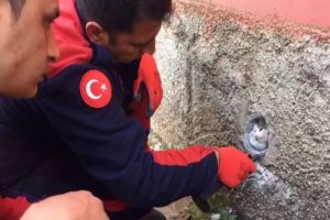 Duvardaki oyuğa sıkışan kedi b&ouml;yle kurtarıldı