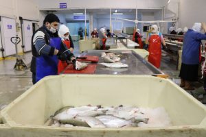 Karadeniz'den d&uuml;nyaya somon ihracatı