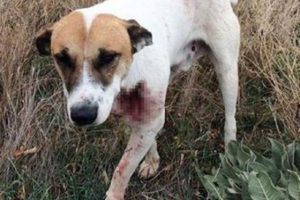 T&uuml;fekle vurulan k&ouml;peğin ayağı kesilecek