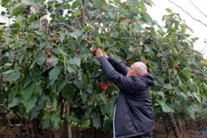 Almanya'da saksıda g&ouml;rd&uuml;, k&ouml;y&uuml;nde yetiştirmeye başladı