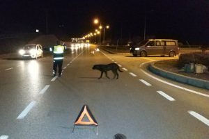 Emniyet kemeri takılı olan s&uuml;r&uuml;c&uuml; &ouml;l&uuml;mden d&ouml;nd&uuml;