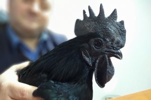Bursa'da i&ccedil; organları bile k&ouml;m&uuml;r karası Cava tavukları "beyaz et" s&ouml;z&uuml;n&uuml; ortadan kaldırıyor