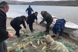 &Ccedil;oğalması i&ccedil;in g&ouml;lete bırakılan balıkları avladılar