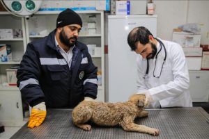 Hasta ve yaralı hayvanlara 'ambulans' ile anında m&uuml;dahale