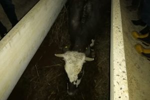 İki sulama kanalı arasına sıkışan inek kurtarıldı