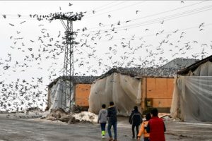 Har&ccedil;lıklarıyla sokak hayvanlarına yiyecek aldılar