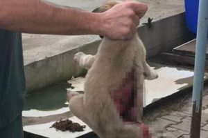 Yaralı bulunan yavru k&ouml;pek kurtarılamadı