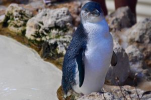 Koruma altındaki mavi penguenler &ccedil;alındı