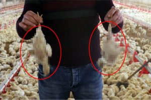 A&ccedil; kalan civcivler telef olmaya başlamıştı! A&ccedil;ıklama geldi...