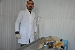 Şehir merkezine inen tilki, k&ouml;peklerin saldırısına uğradı