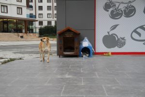 Sokak hayvanları unutulmadı: İl&ccedil;eye 95 yuva yerleştirildi