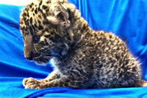 Bavulundan leopar yavrusu &ccedil;ıktı
