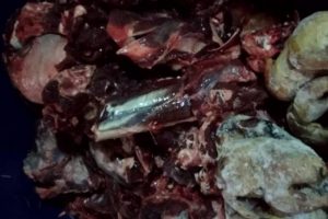 Avladıkları yaban ke&ccedil;isini yemek &uuml;zereyken yakalandılar
