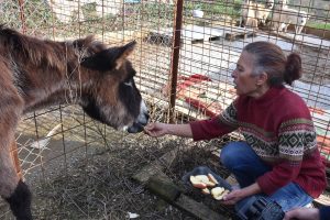 Kuyruğu satırla kesilen eşeğe tecav&uuml;z iddiası