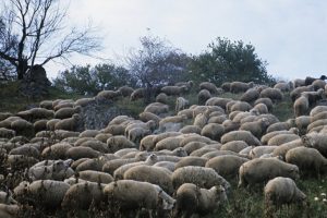 Koyunda veba ve &ccedil;i&ccedil;ek hastalığı alarmı!