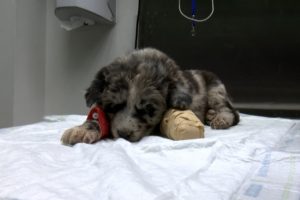 Hurda temizliğinde yavru k&ouml;pek yaralandı