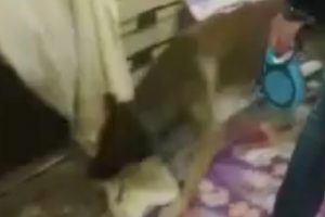 193 kilo eroin ele ge&ccedil;irildi