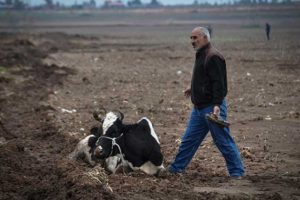 &Ccedil;alamadıkları inekleri kesici aletlerle yaralamışlar