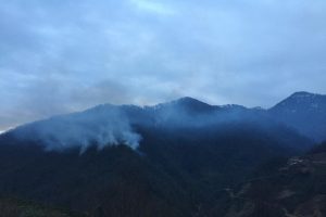 Artvin'de 4 hektarlık orman alanı yandı