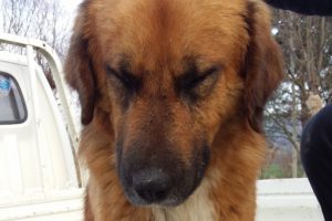 Bursa'da canilerin av tüfeğiyle vurduğu köpek gözlerini açamıyor