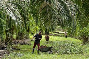 Malezya palm yağı ihracatında T&uuml;rkiye'de b&uuml;y&uuml;k potansiyel g&ouml;r&uuml;yor