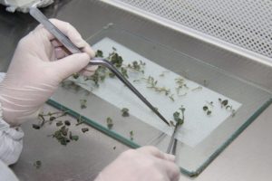 Patates &uuml;reticilerine yerli tohum desteği