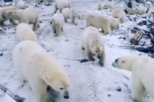 Rusya'da kutup ayıları nedeniyle ilan edilen 'acil durum' sürüyor
