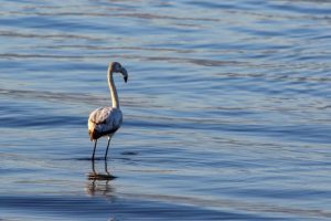 Bursa İznik gölünde ilk kez görülen flamingo kayıt altına alındı