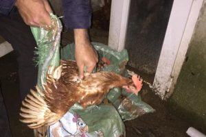 Kovalamaca sonucu yakalanan 2 tavuk hırsızı tutuklandı