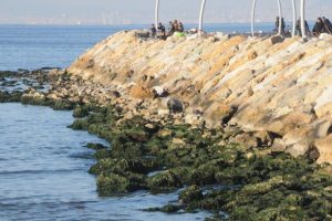 Yalova'da deniz 10 metre &ccedil;ekildi