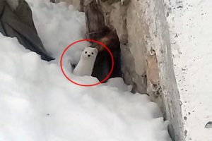 Tunceli'de 'beyaz gelincik' g&ouml;r&uuml;nt&uuml;lendi