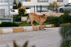 Sahibinin terk ettiği k&ouml;pek dolmuş durağından ayrılmıyor
