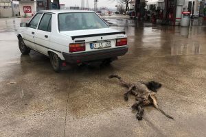 K&ouml;peği otomobilin arkasında s&uuml;r&uuml;kleyen s&uuml;r&uuml;c&uuml; serbest