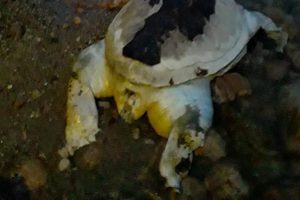 &Ouml;l&uuml; caretta caretta sahile vurdu